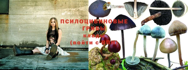 прущие грибы Верхний Тагил